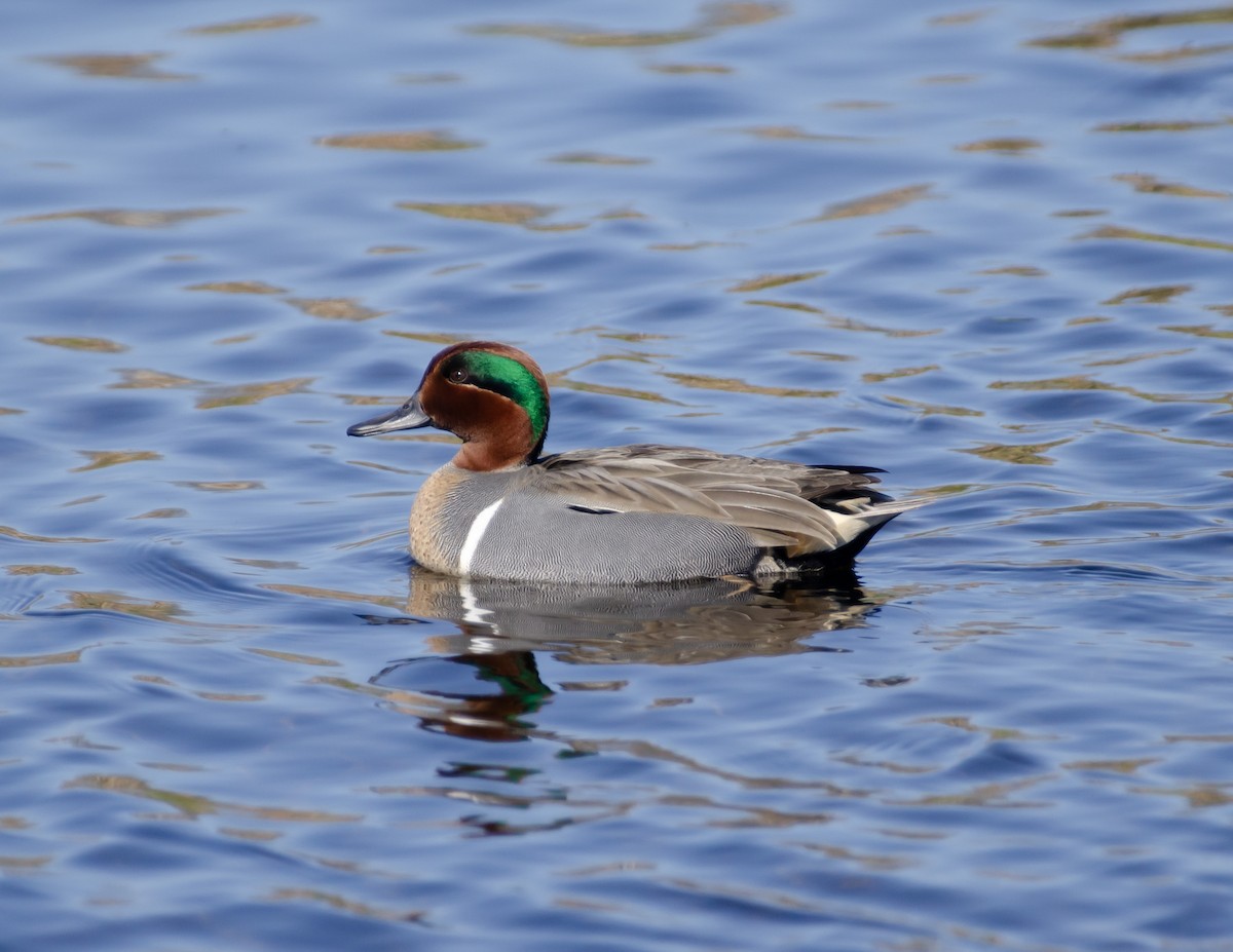 Green-winged Teal - Andrea Salas