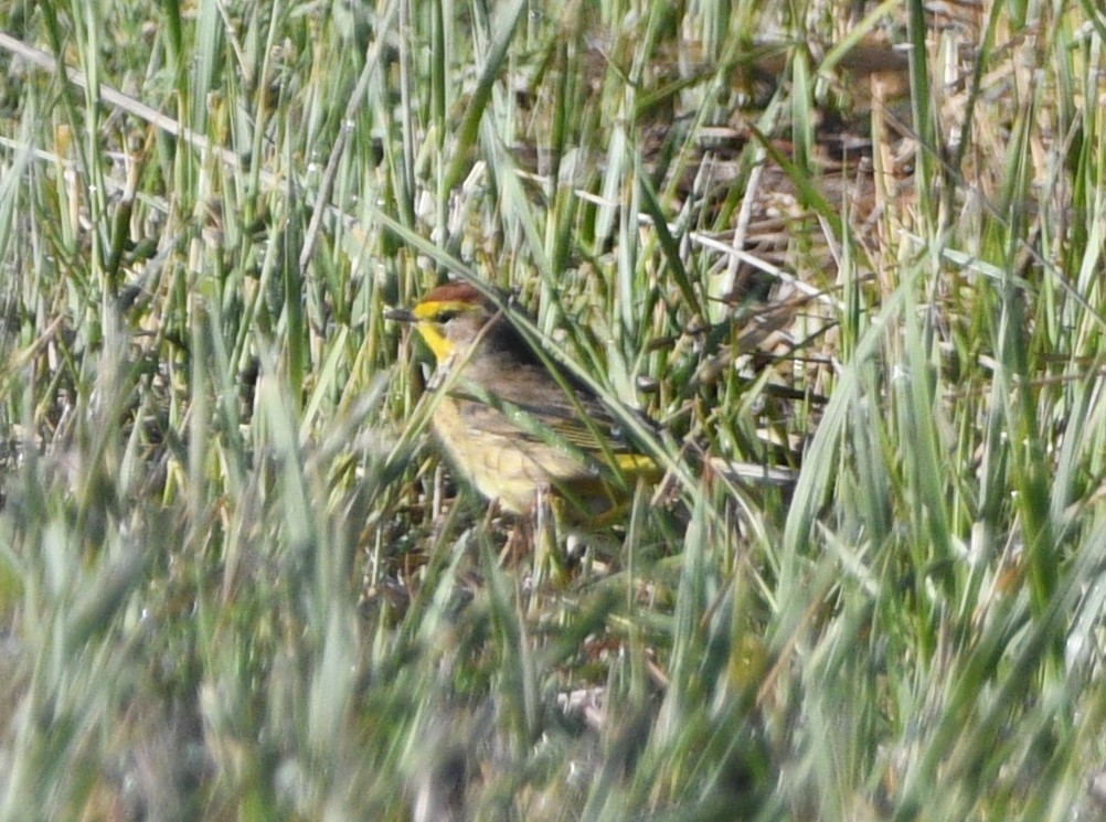 Palm Warbler - Peter Olsoy