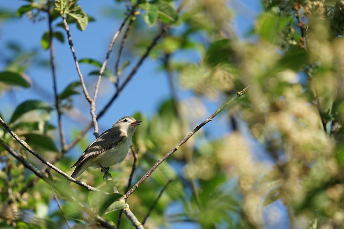 Warbling Vireo - Mark Swanson