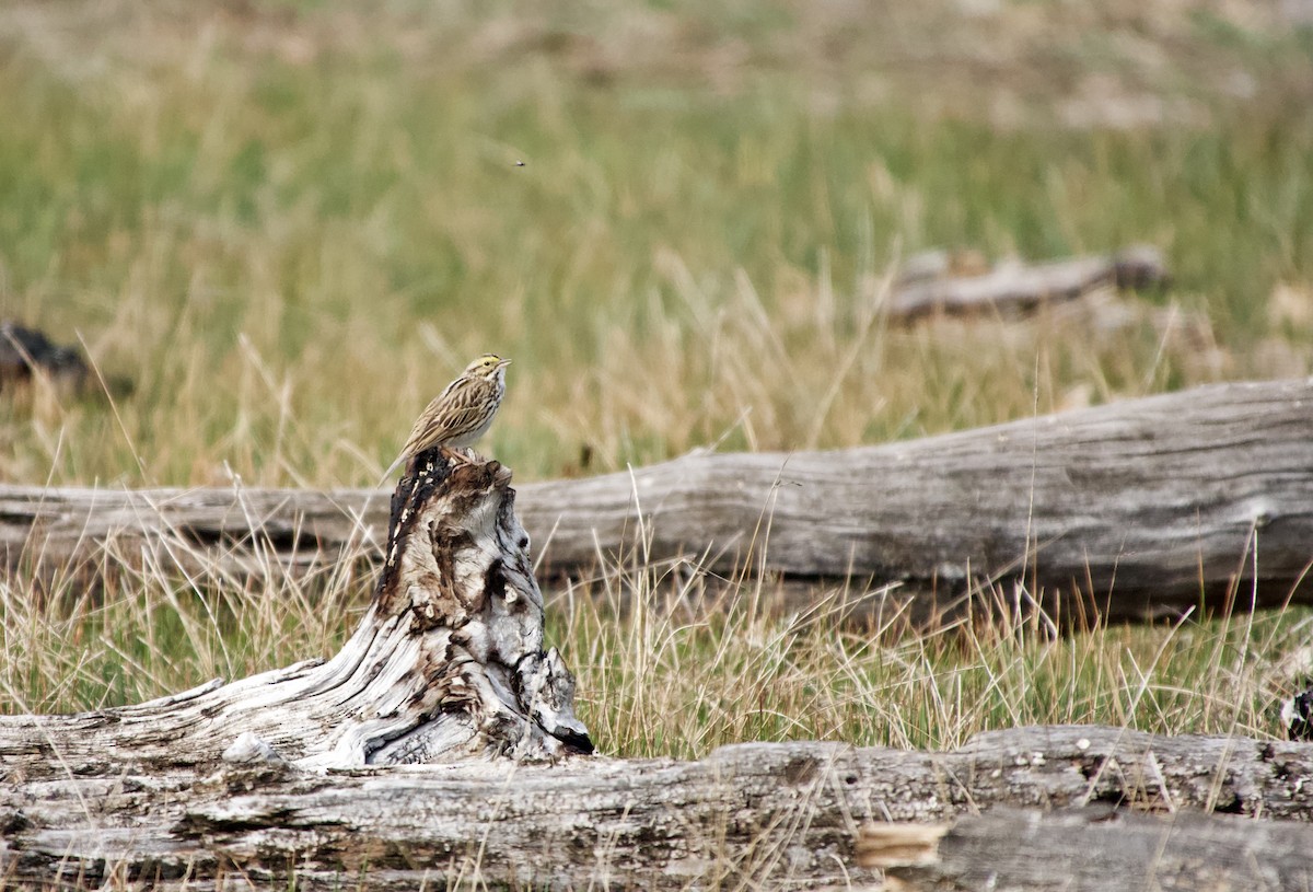 Savannah Sparrow - Leslie Harris Jr