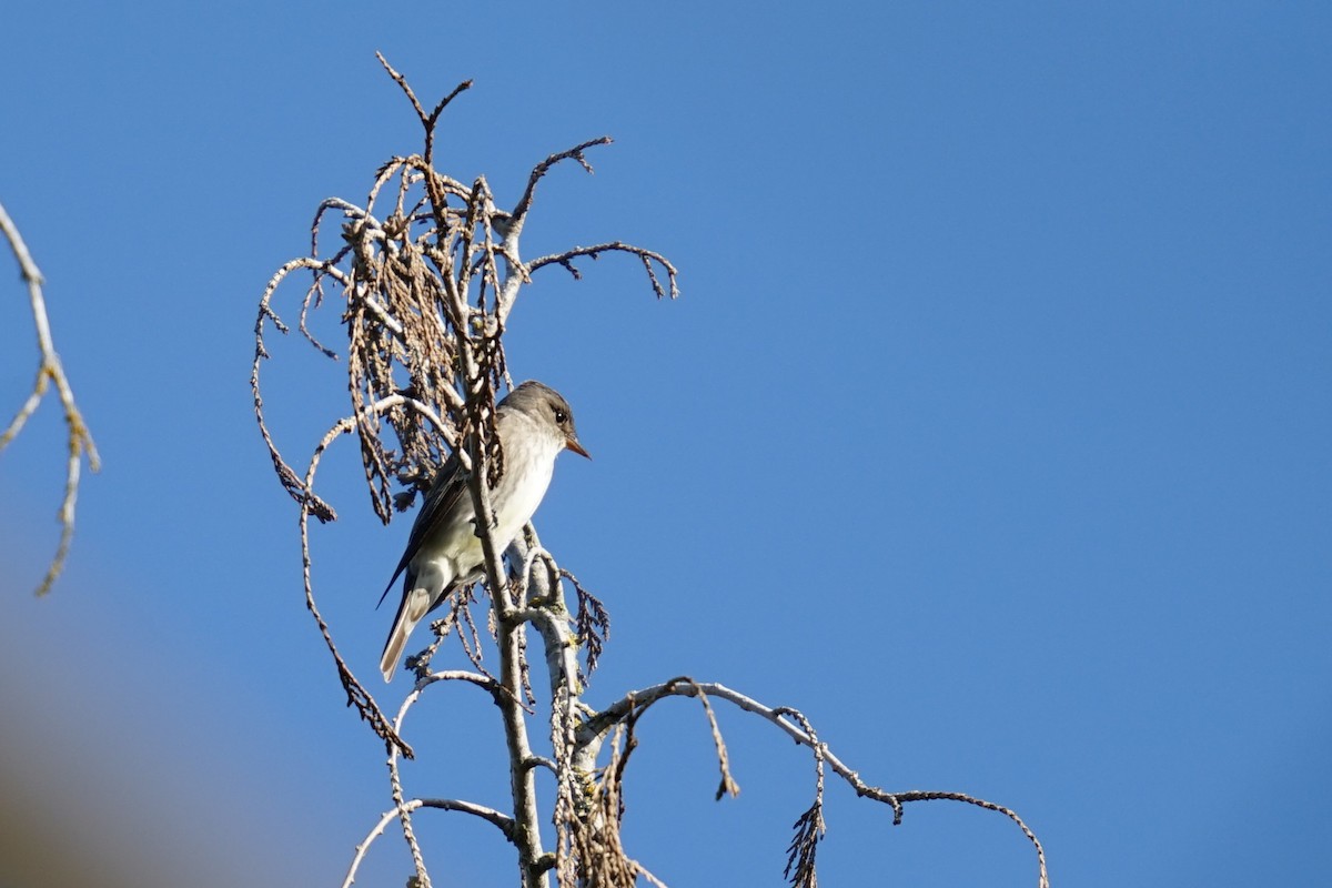 Olive-sided Flycatcher - Mark Swanson