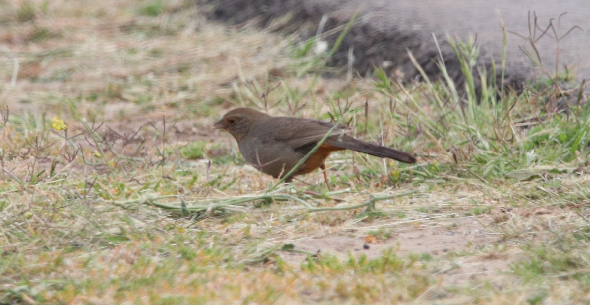 California Towhee - Rachel Street