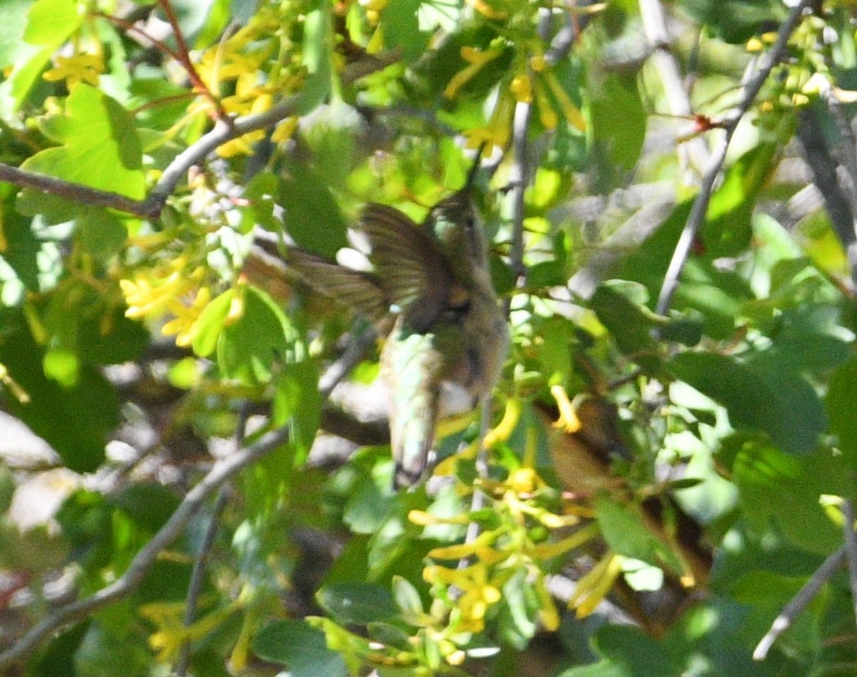 Calliope Hummingbird - Peter Olsoy