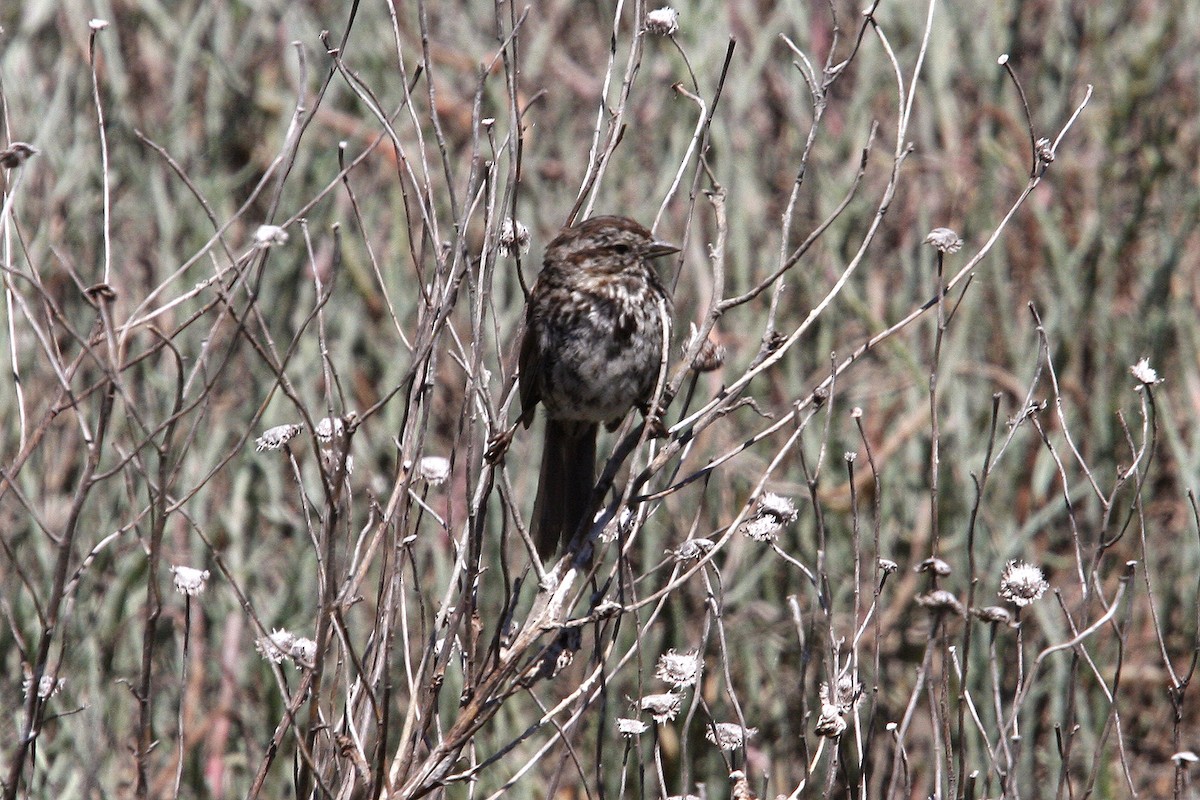 Song Sparrow - William Clark