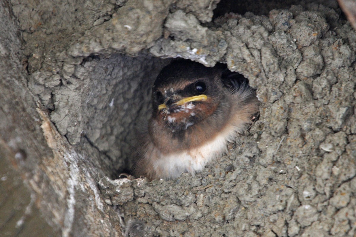 Cliff Swallow - William Clark