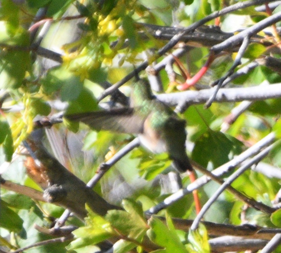 Calliope Hummingbird - Peter Olsoy