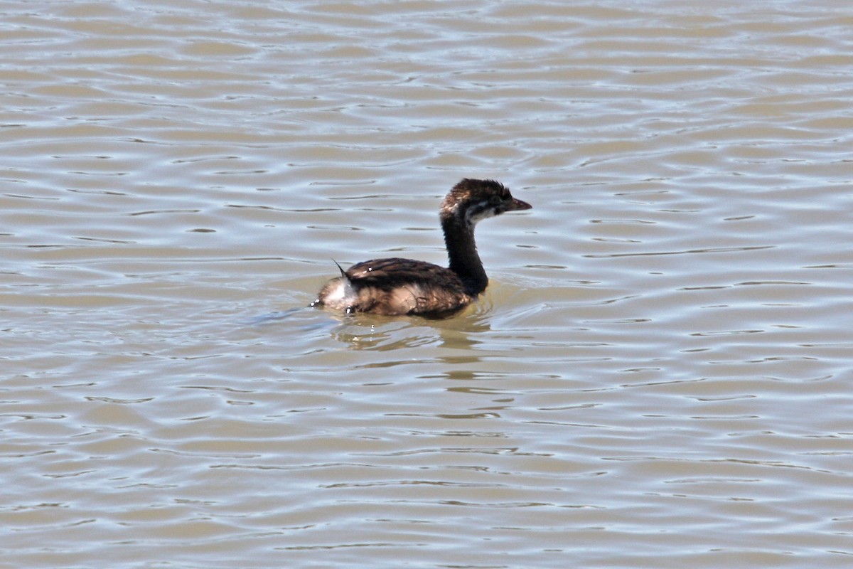 Pied-billed Grebe - William Clark