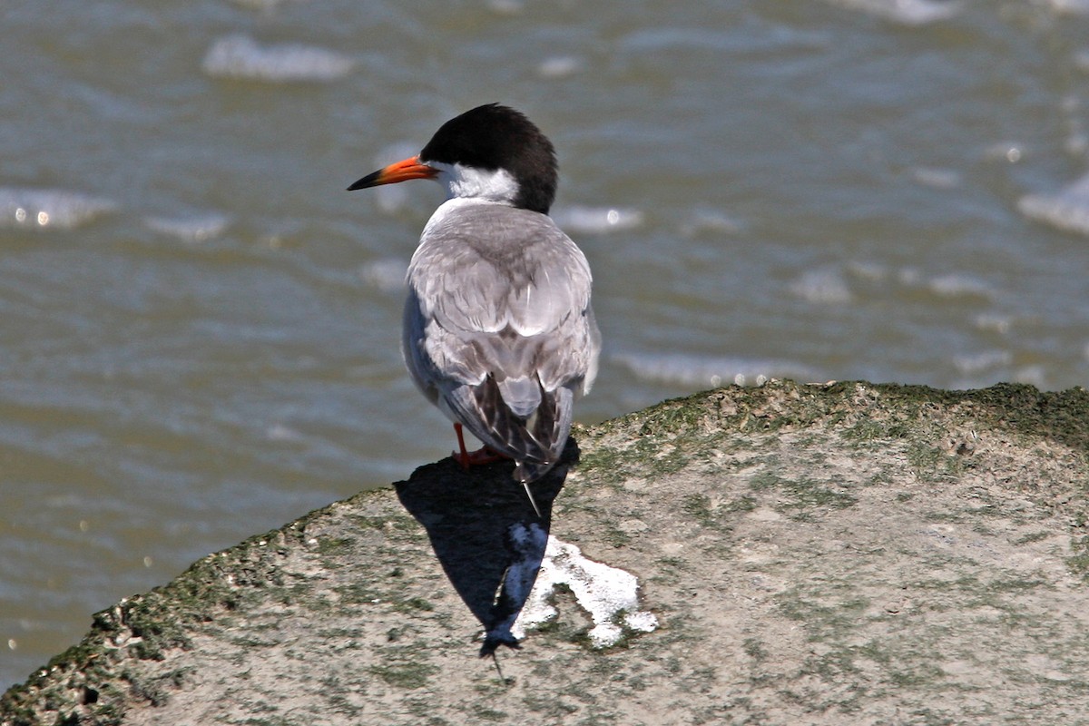 Forster's Tern - William Clark