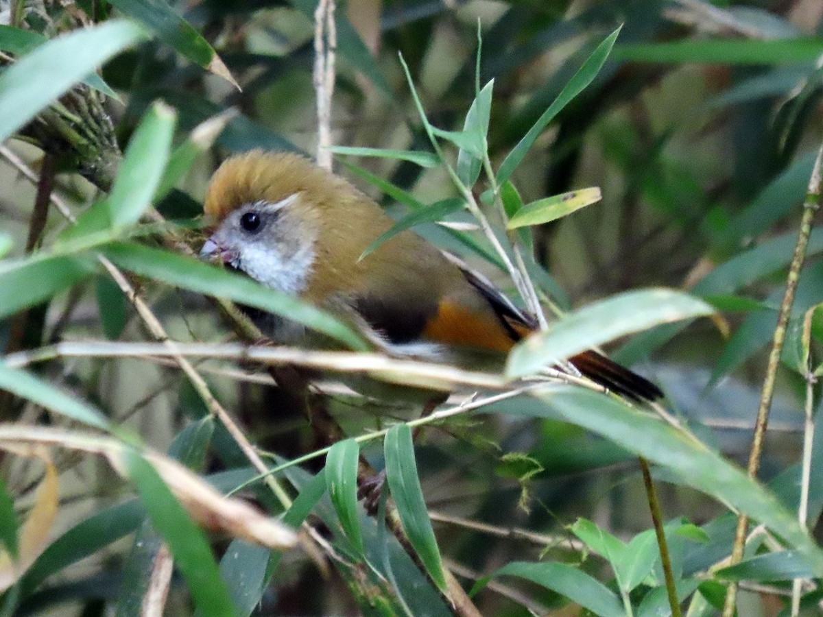 Golden Parrotbill - ML618944420