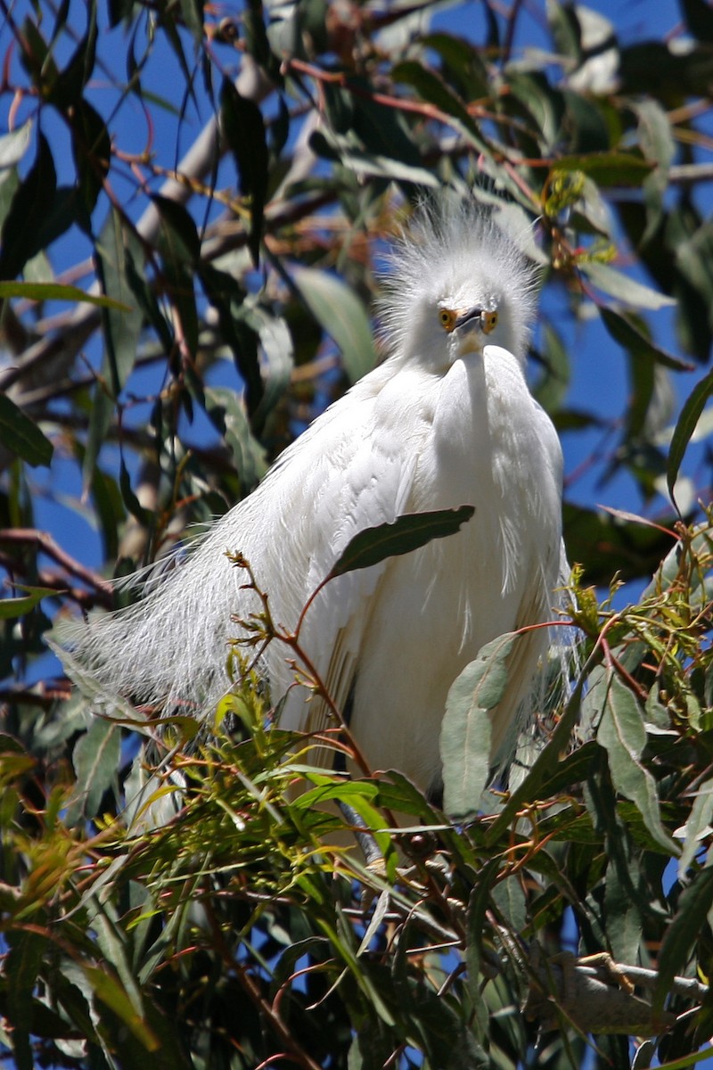 Snowy Egret - William Clark