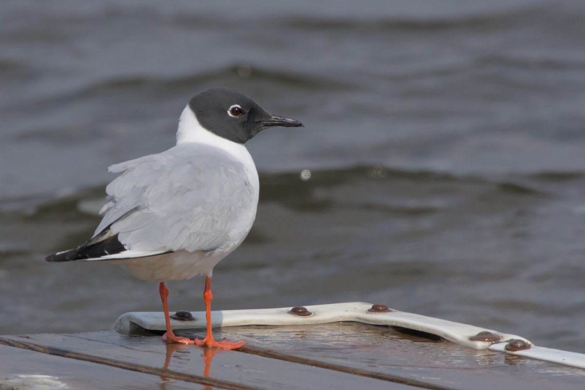 Bonaparte's Gull - Carson Kearns