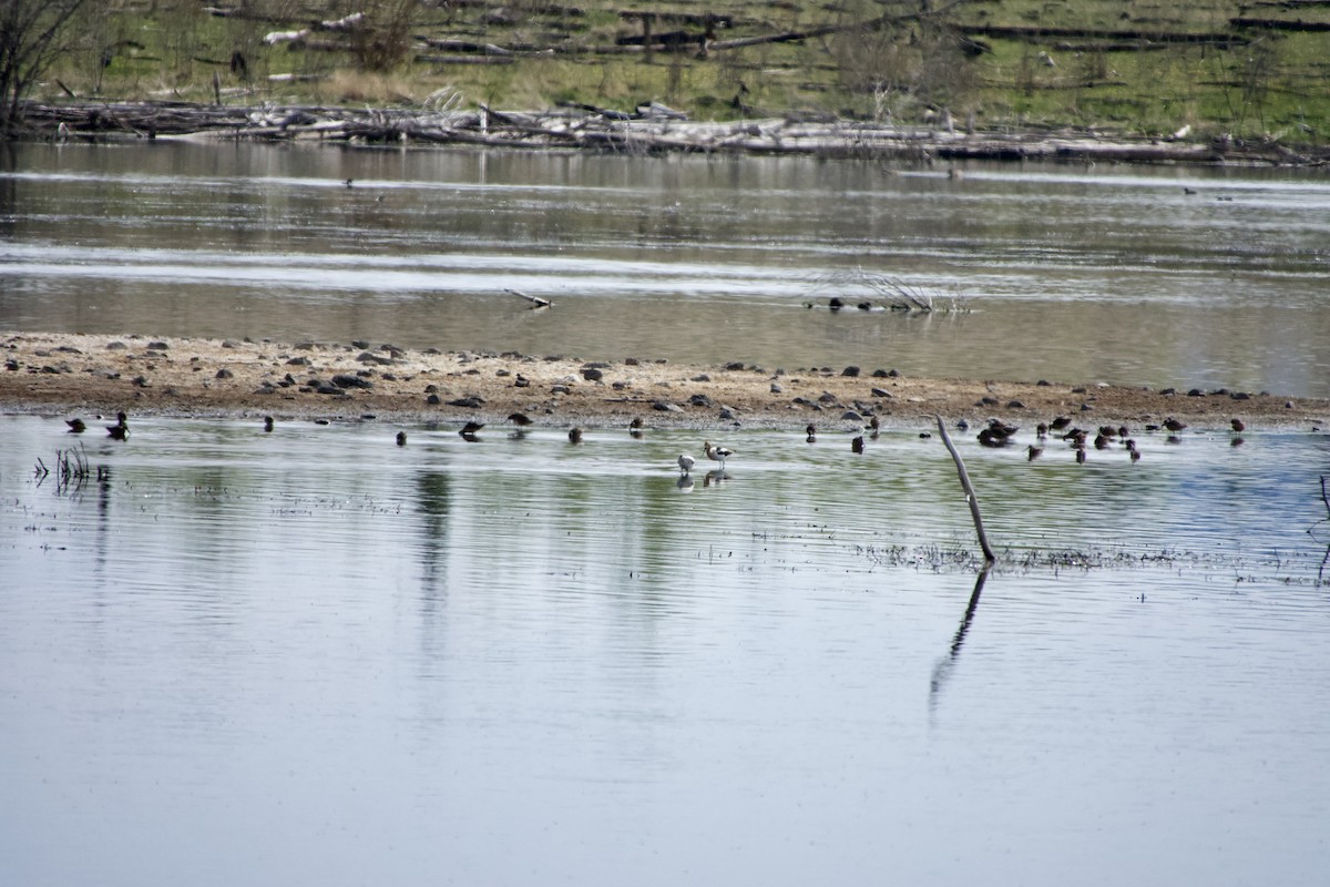 Long-billed Dowitcher - Leslie Harris Jr