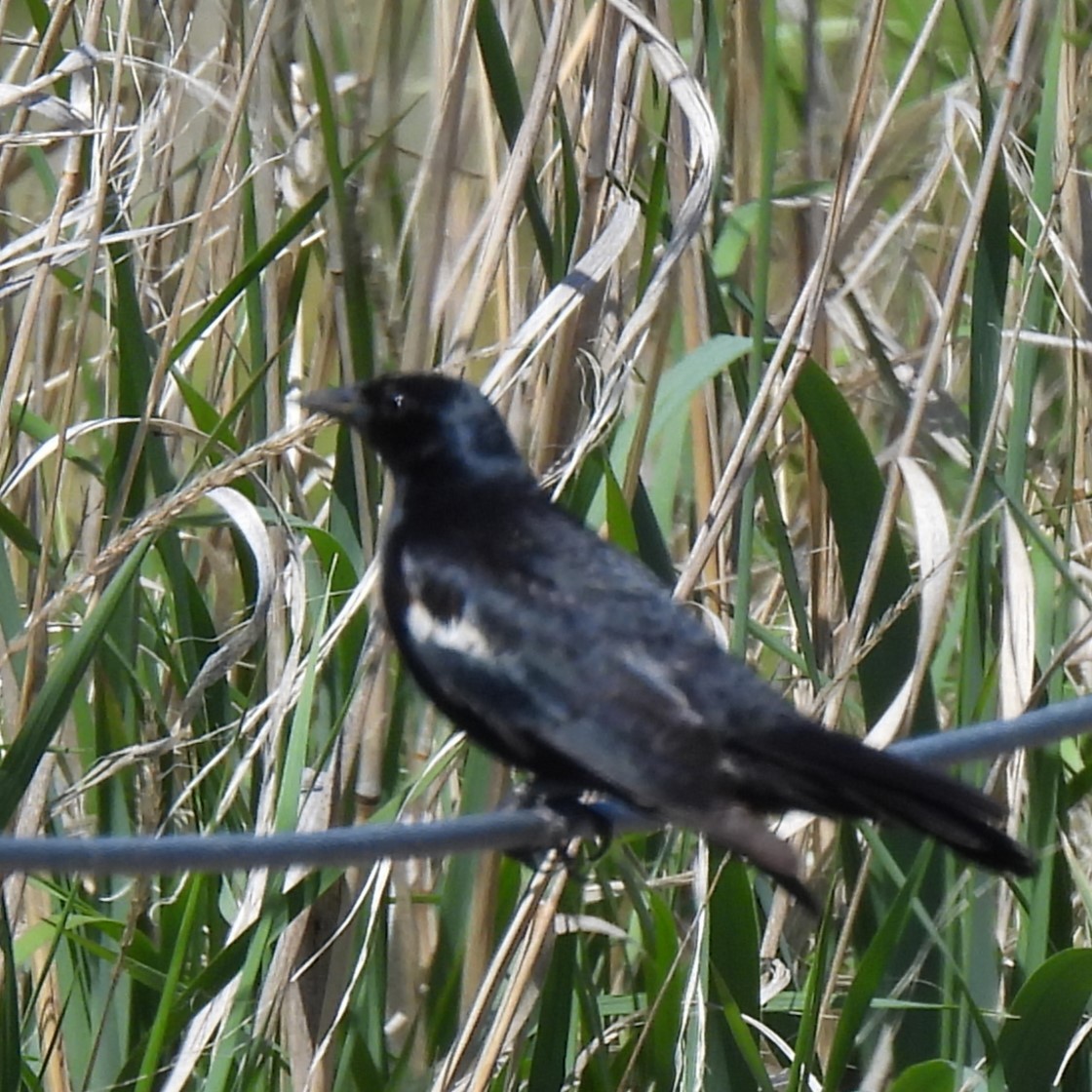 Tricolored Blackbird - Margi Finch