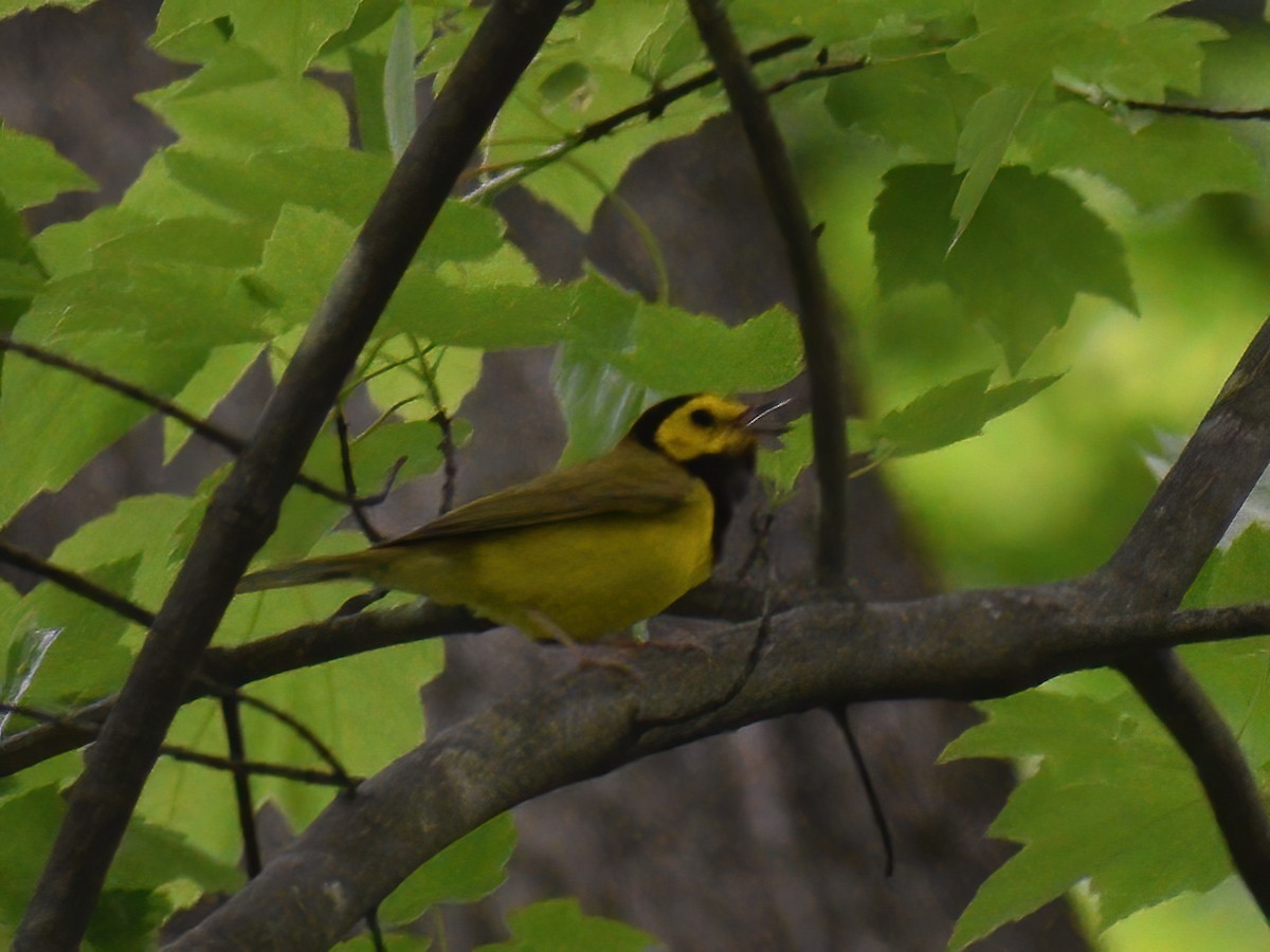 Hooded Warbler - Patrick McGill