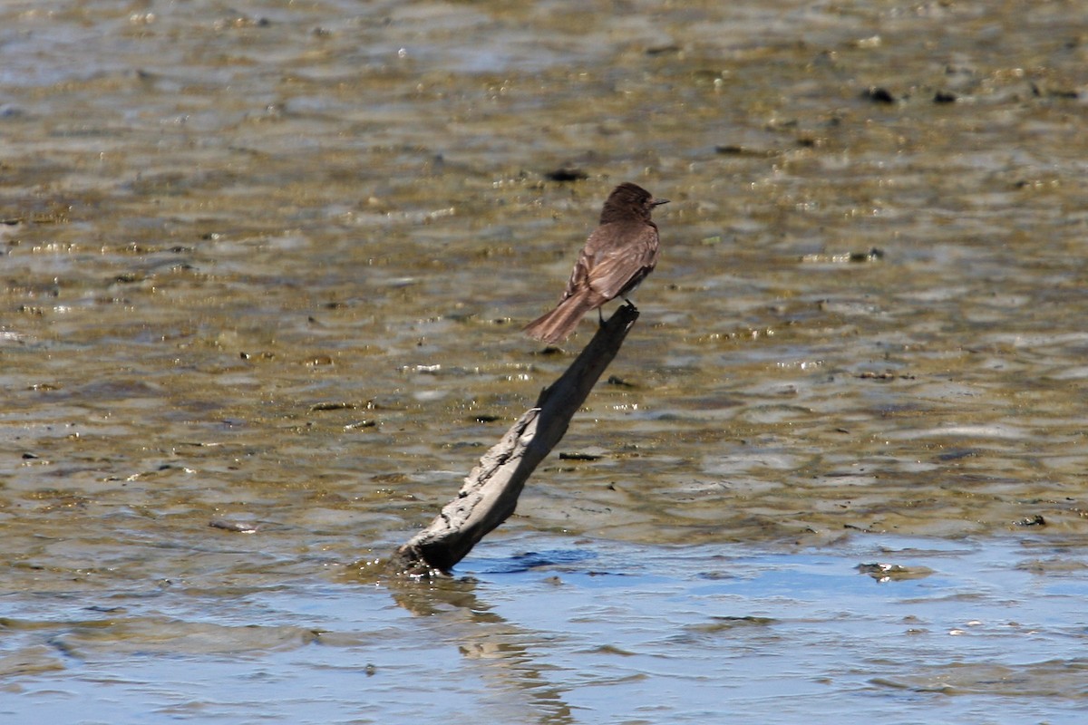 Black Phoebe - William Clark