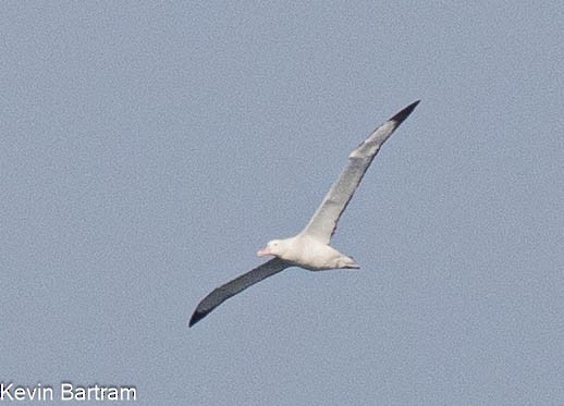 Snowy Albatross - Kevin Bartram