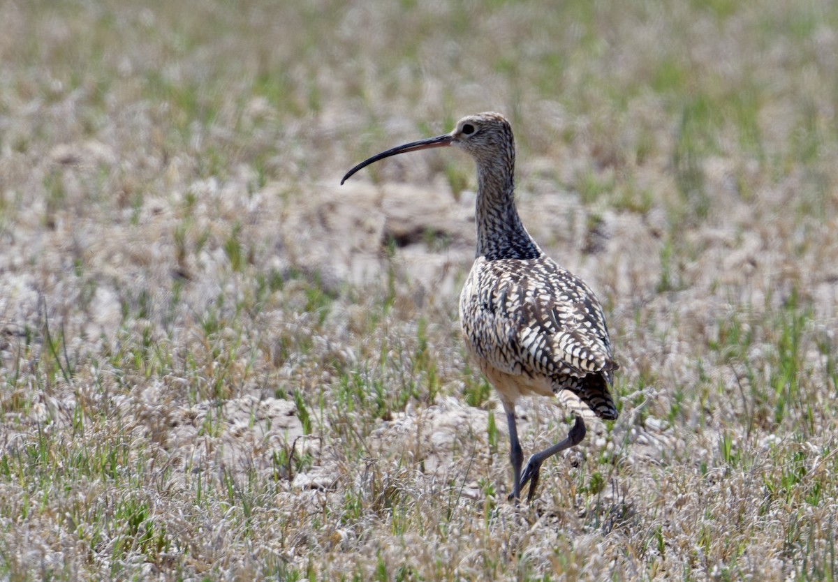 Long-billed Curlew - ML618944496