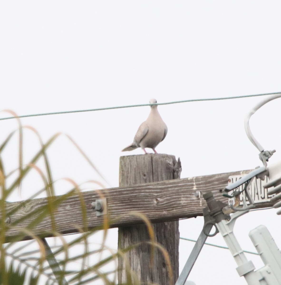 Mourning Dove - Rachel Street