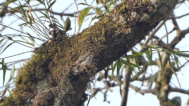 Asian Brown Flycatcher - ML618944534