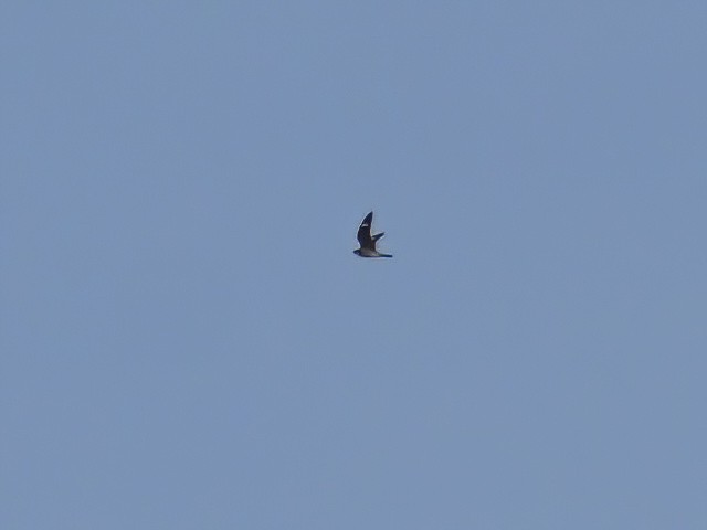 Common Nighthawk - Patrick McGill