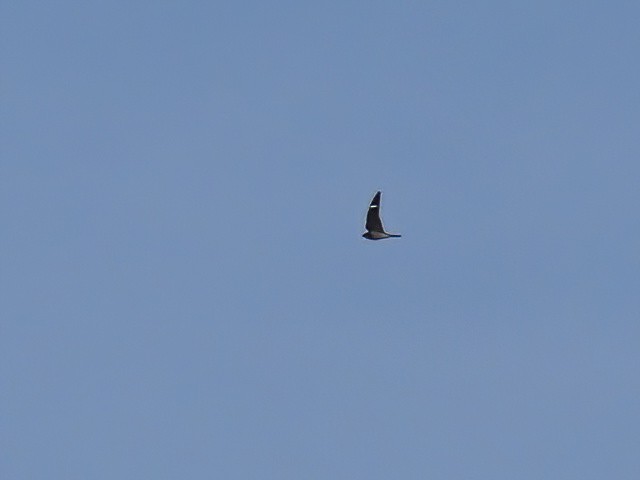 Common Nighthawk - Patrick McGill