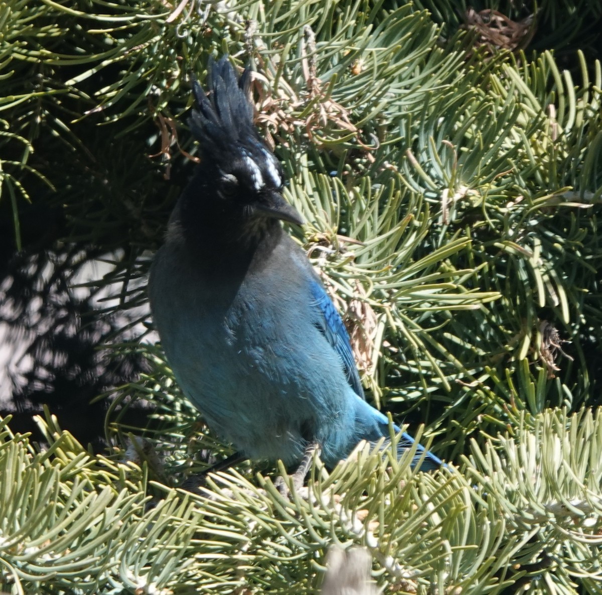 Steller's Jay (Southwest Interior) - Kirsti Aamodt