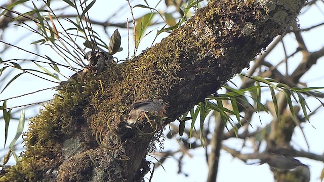 Asian Brown Flycatcher - ML618944551