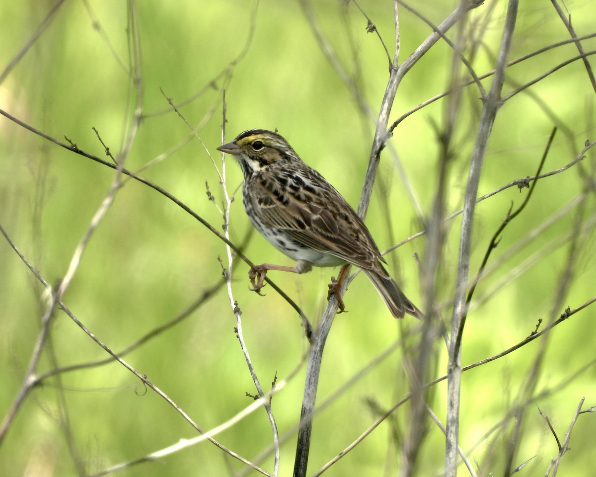 Savannah Sparrow - ML618944556