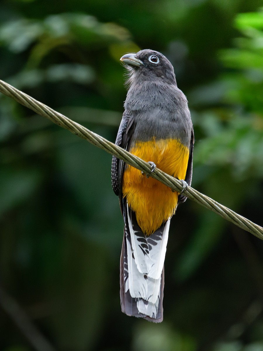 White-tailed Trogon - ML618944559