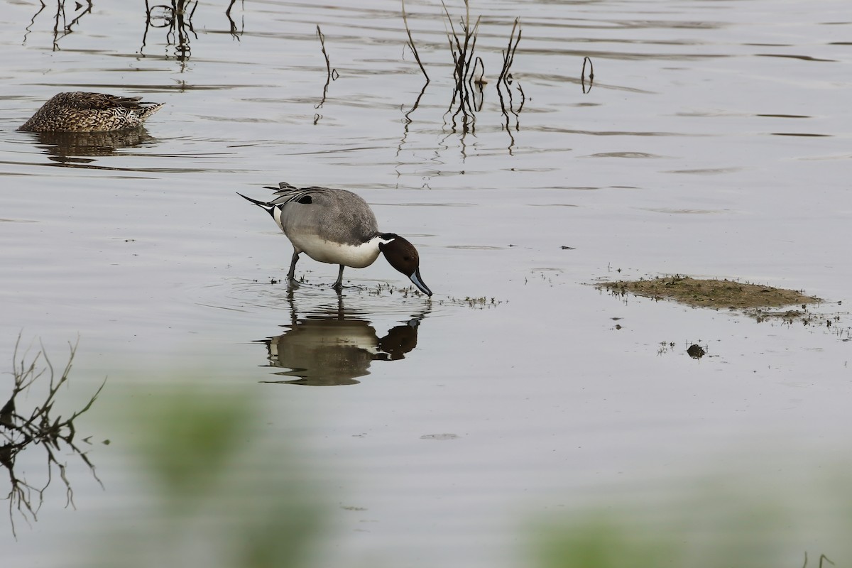 Northern Pintail - Adrian Vilca