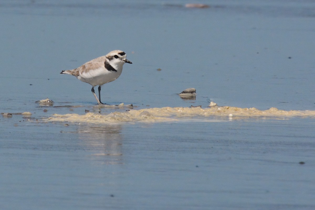 Snowy Plover - Braden Judson