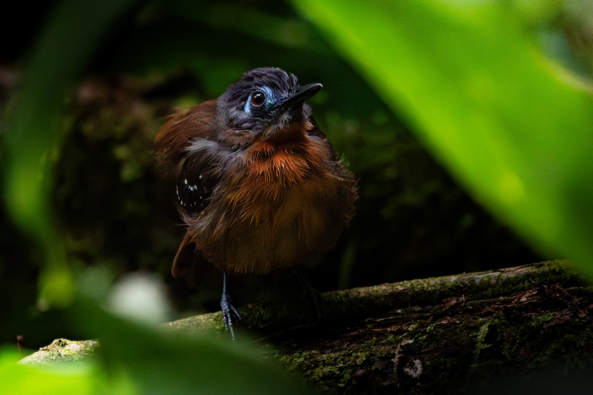 Chestnut-backed Antbird - Nestor Monsalve (@birds.nestor)