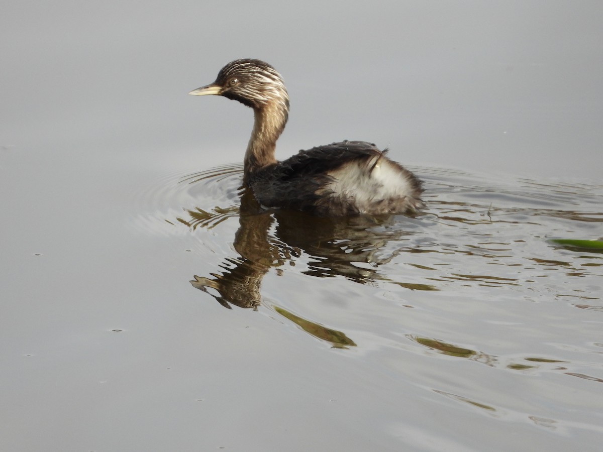 Hoary-headed Grebe - troy and karyn zanker