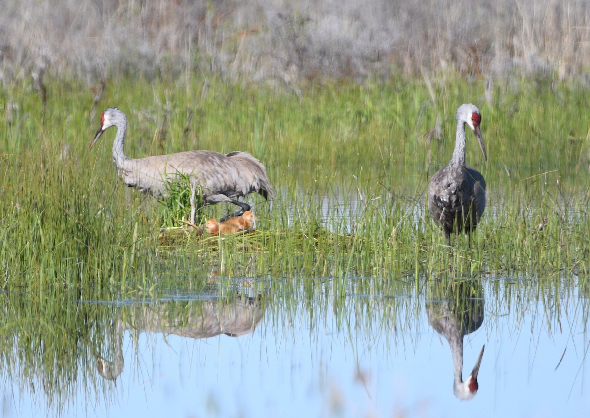 Sandhill Crane - Peter Olsoy