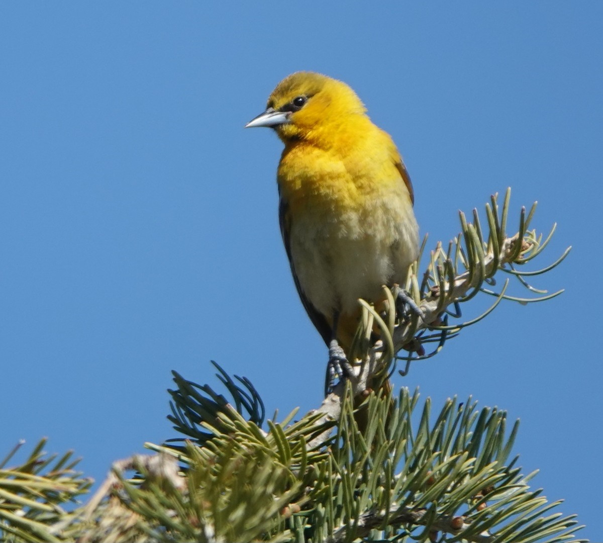 Bullock's Oriole - Kirsti Aamodt