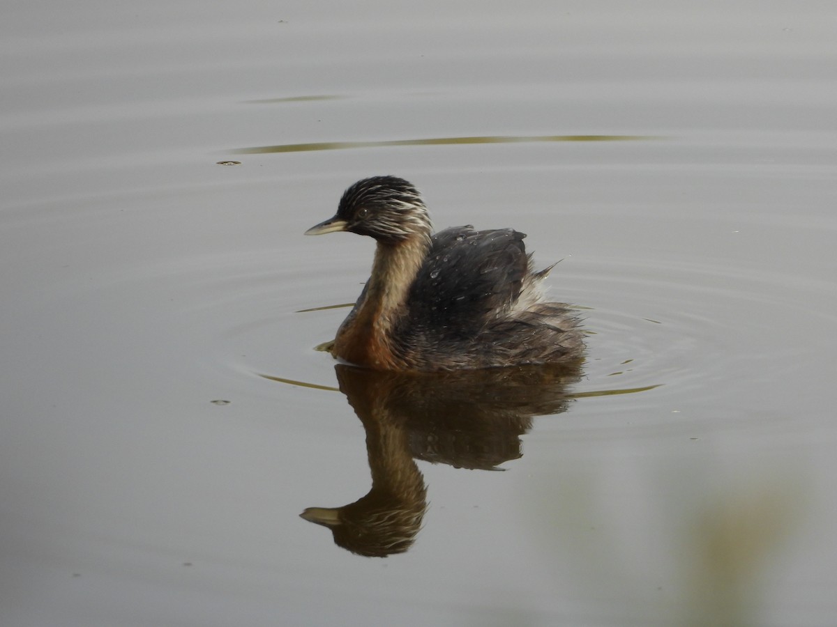 Hoary-headed Grebe - troy and karyn zanker