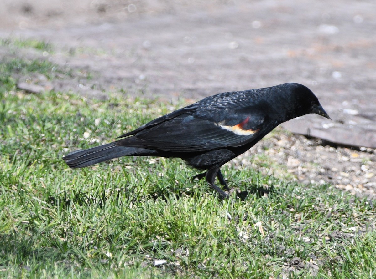 Tricolored Blackbird - Peter Olsoy