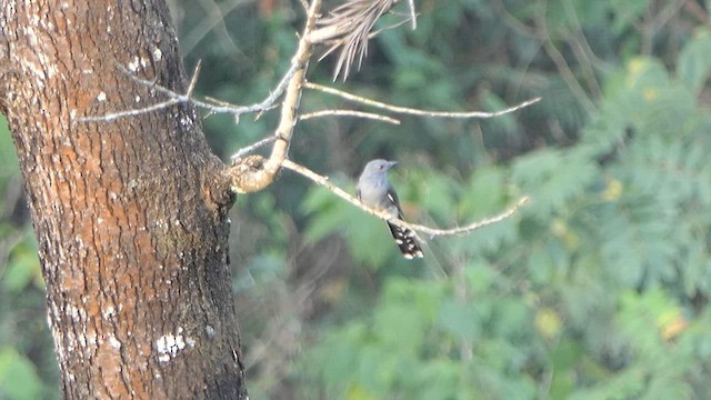 Gray-bellied Cuckoo - ML618944655