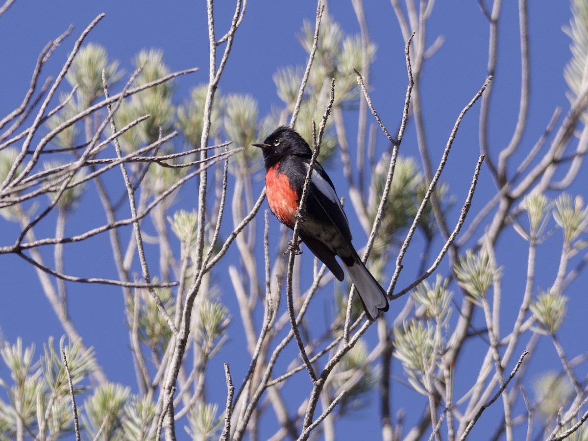 Painted Redstart - Sochetra Ly