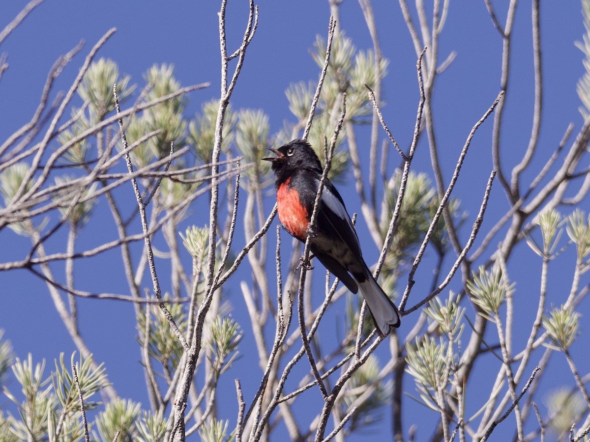 Painted Redstart - ML618944665