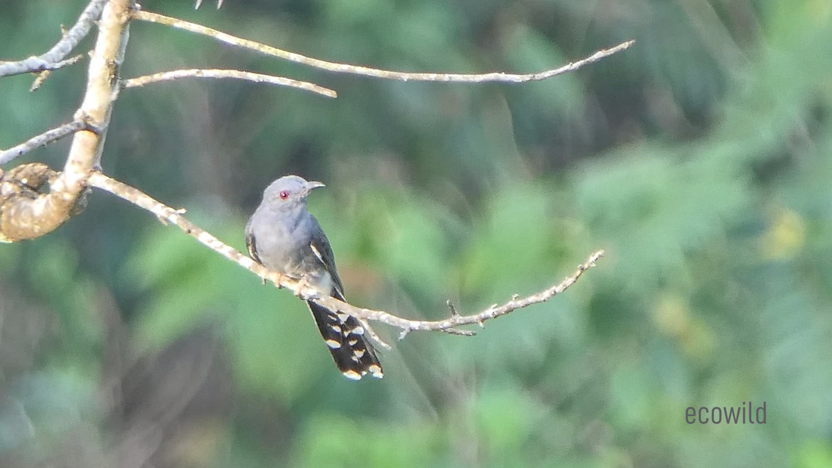 Gray-bellied Cuckoo - ML618944667