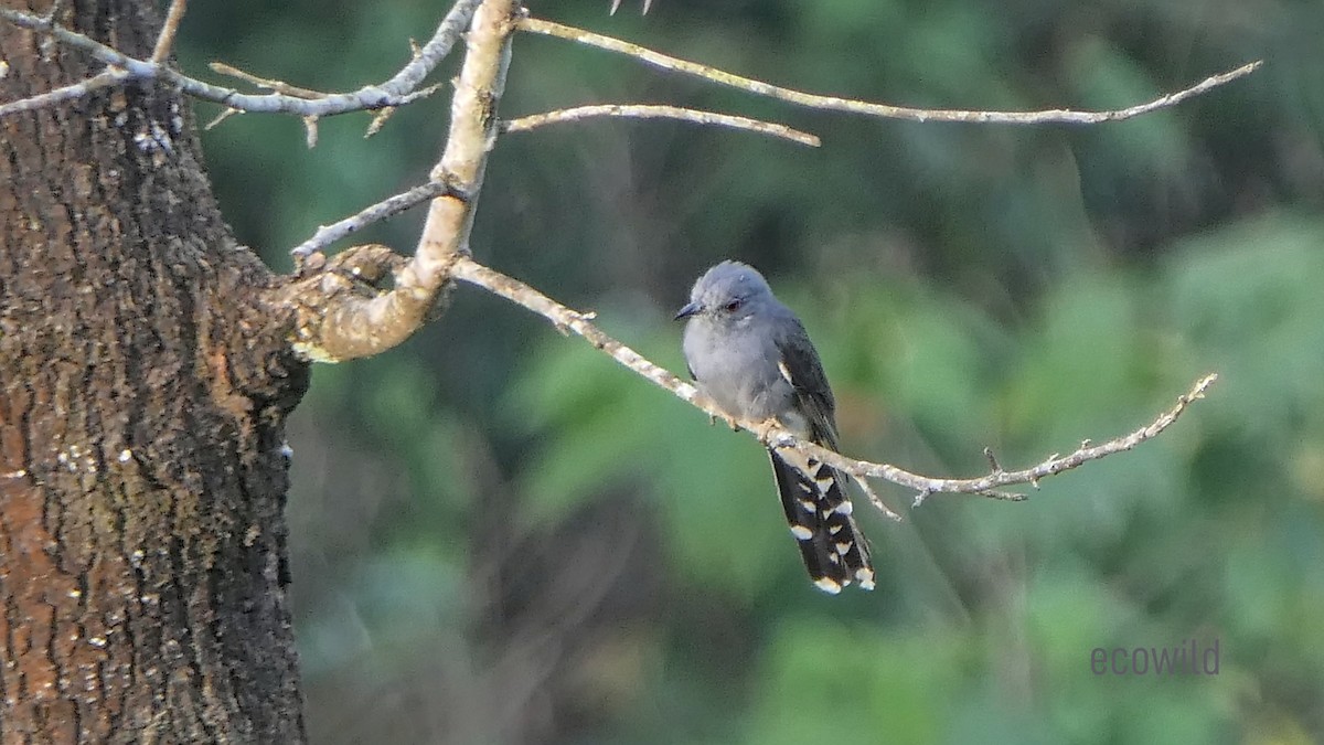 Gray-bellied Cuckoo - ML618944668