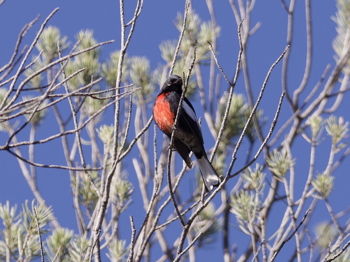 Painted Redstart - Sochetra Ly