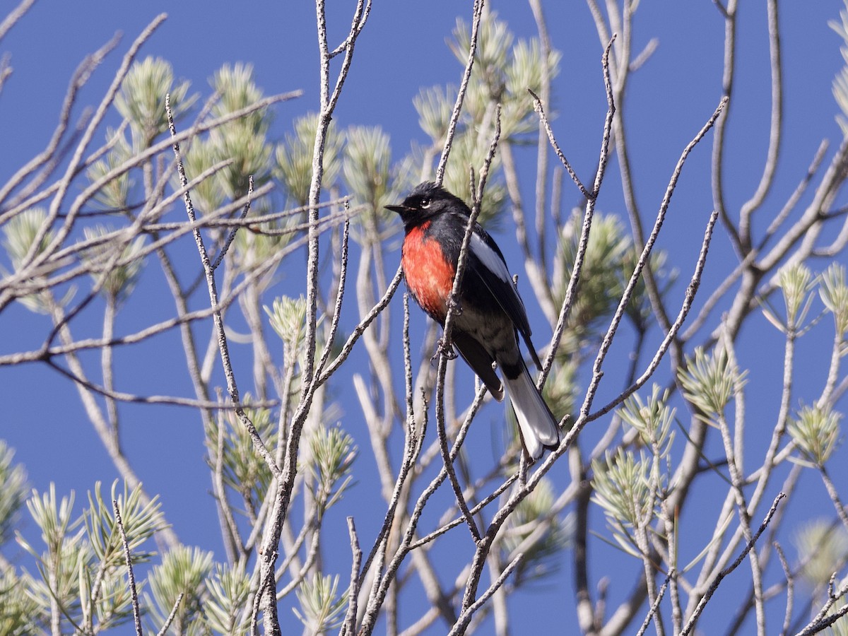 Painted Redstart - ML618944671