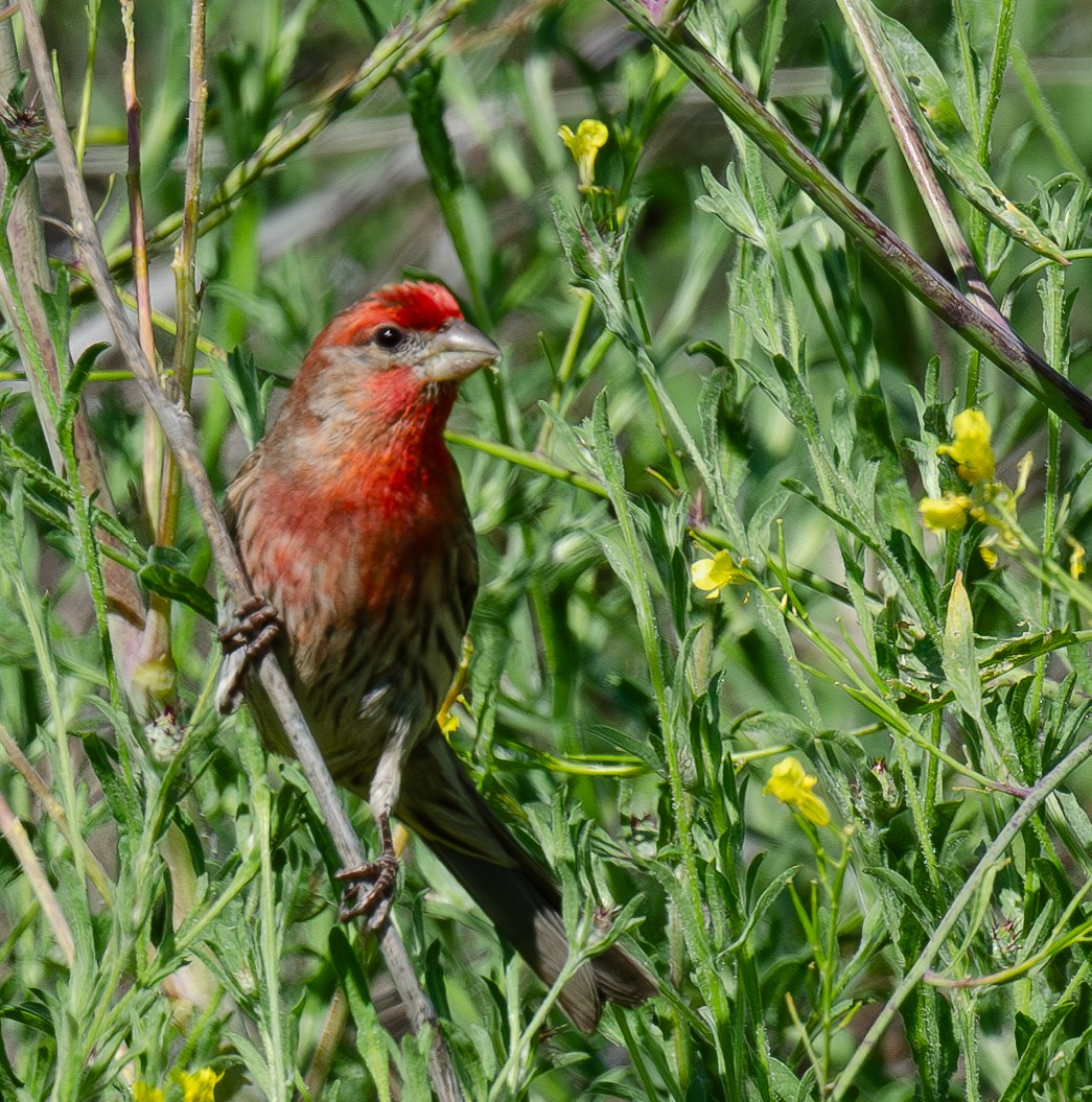 House Finch - Annie Flower