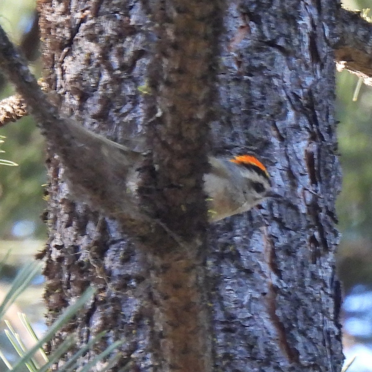 Golden-crowned Kinglet - Margi Finch