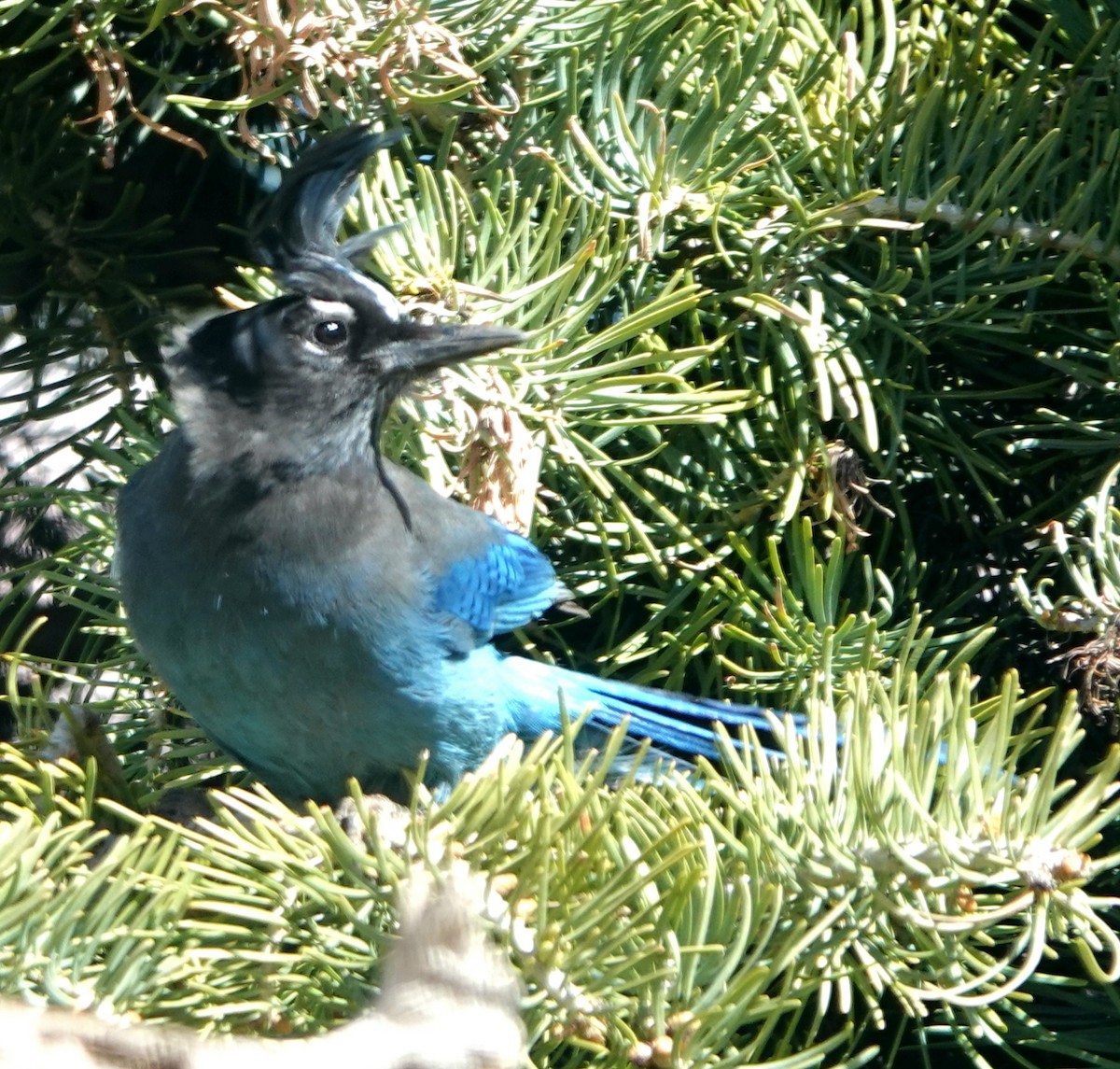 Steller's Jay (Southwest Interior) - Kirsti Aamodt