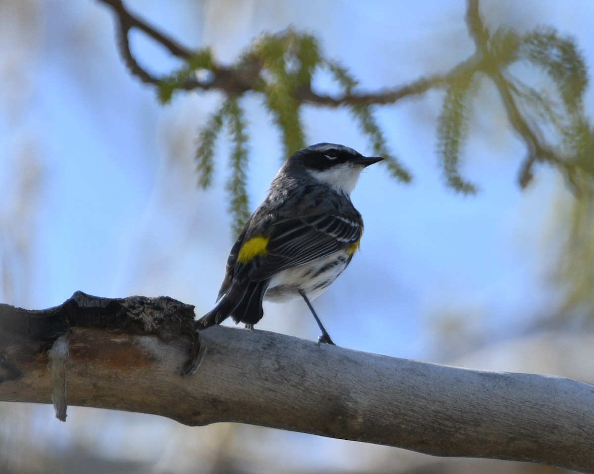 Yellow-rumped Warbler (Myrtle) - Peter Olsoy