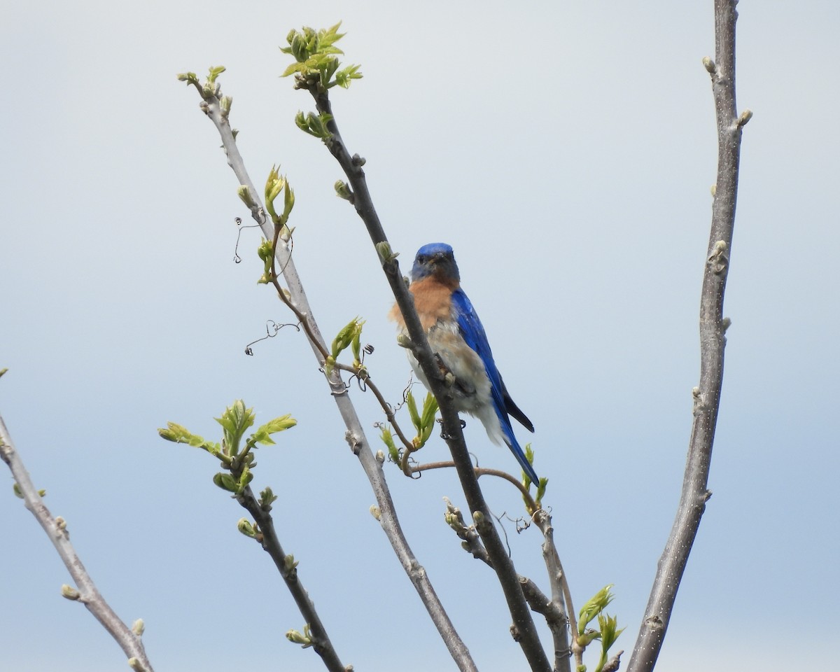 Eastern Bluebird - Anita M Granger