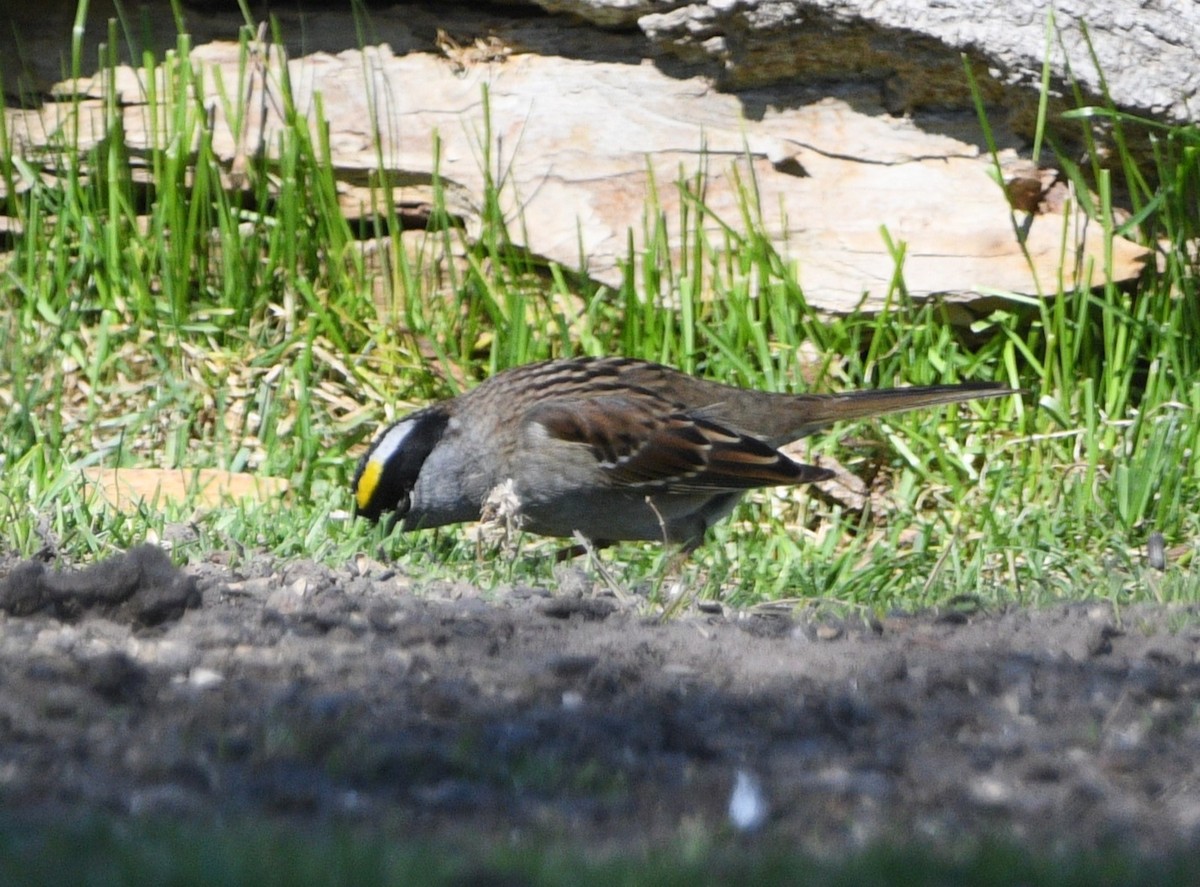 Golden-crowned Sparrow - Peter Olsoy